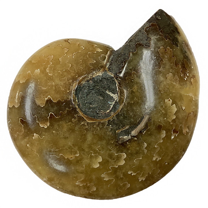 Polished Ammonite Fossil with Suture Patterns - 2