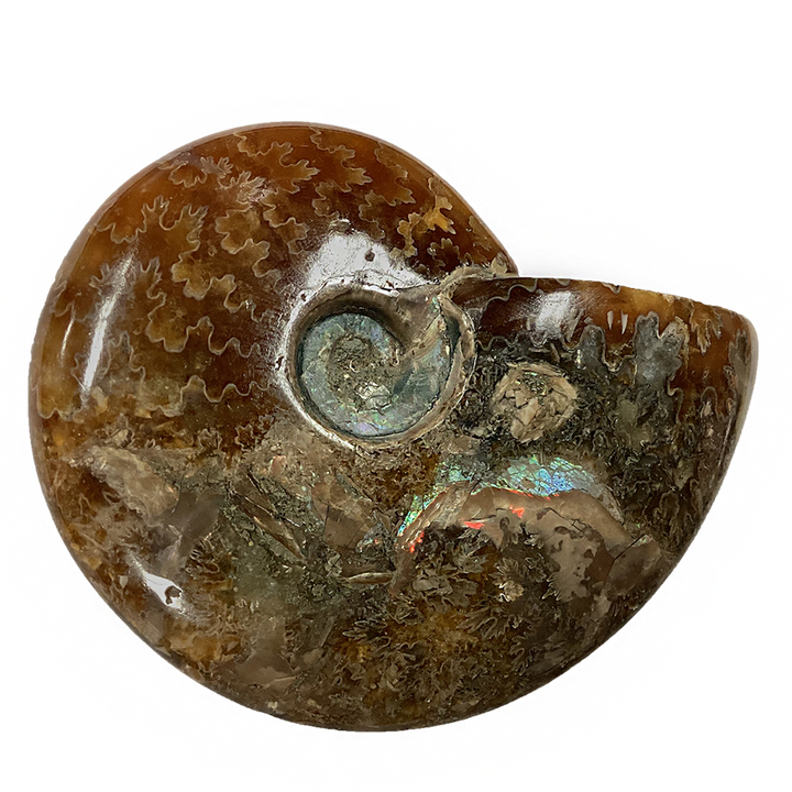 Polished Ammonite Fossil with Suture Patterns - 3