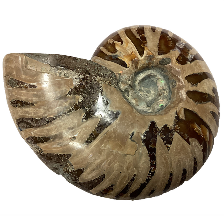 Polished Ammonite Fossil with Suture Patterns - 4