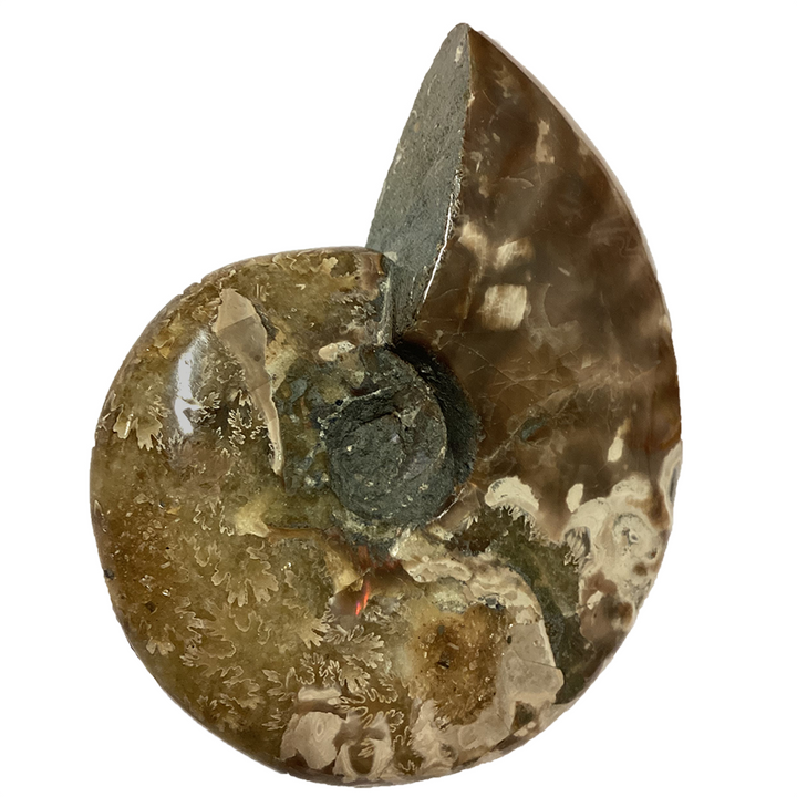 Polished Ammonite Fossil with Suture Patterns - 5