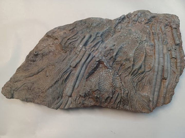 Large Crinoid Fossil - 2