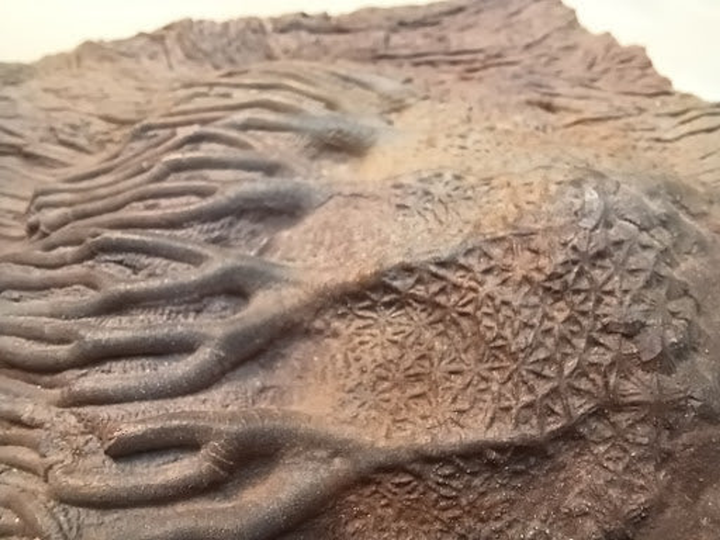 Large Crinoid Fossil - 3