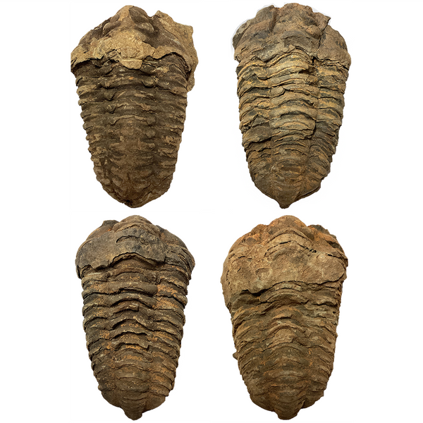 Large Trilobite Fossil