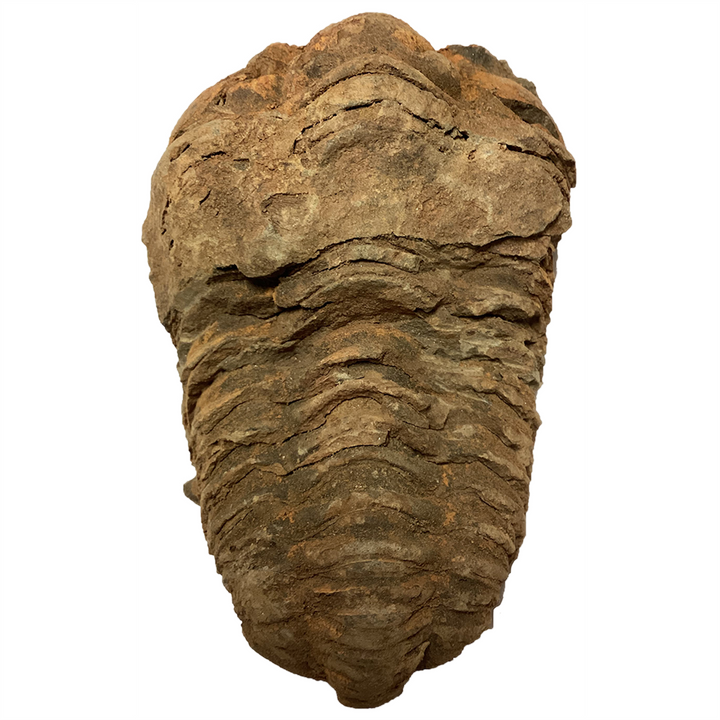 Large Trilobite Fossil - 2