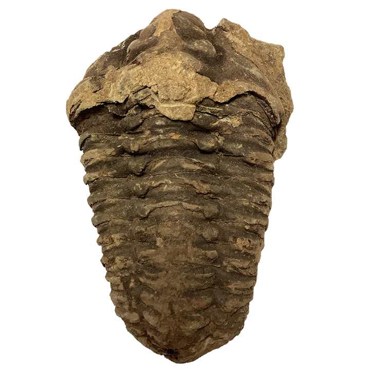 Large Trilobite Fossil - 3