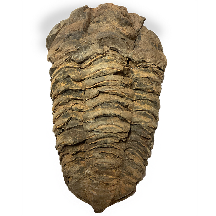 Large Trilobite Fossil - 4