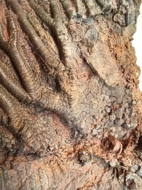 Medium Crinoid Fossil