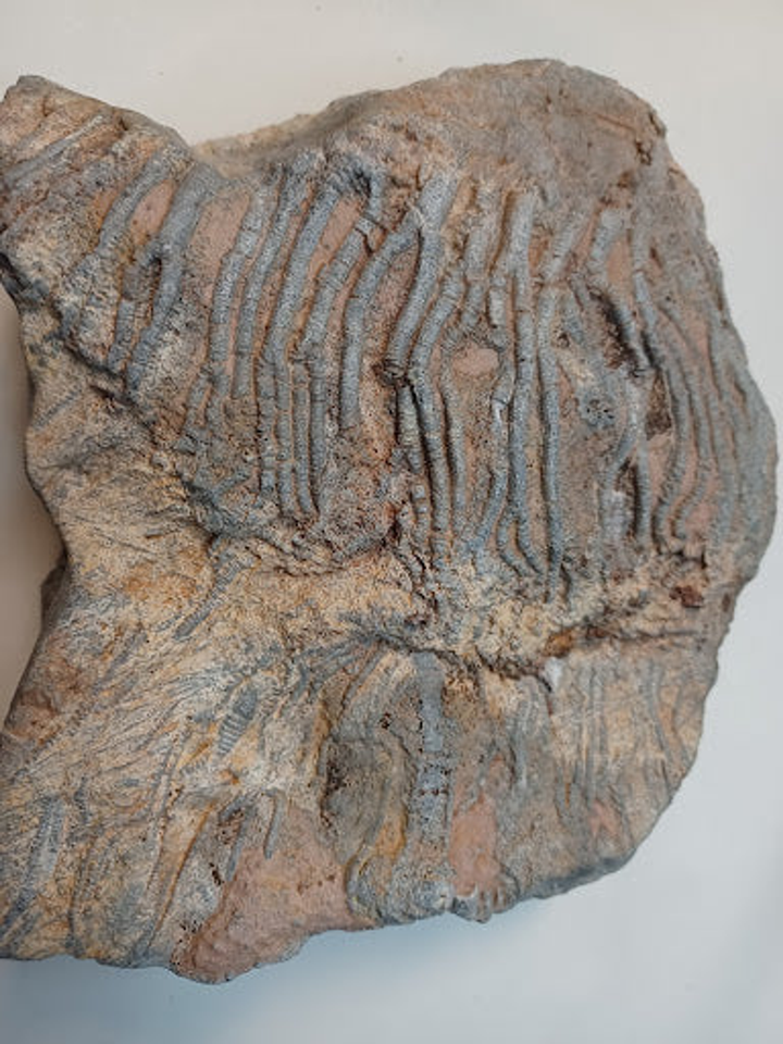 Medium Crinoid Fossil - 3