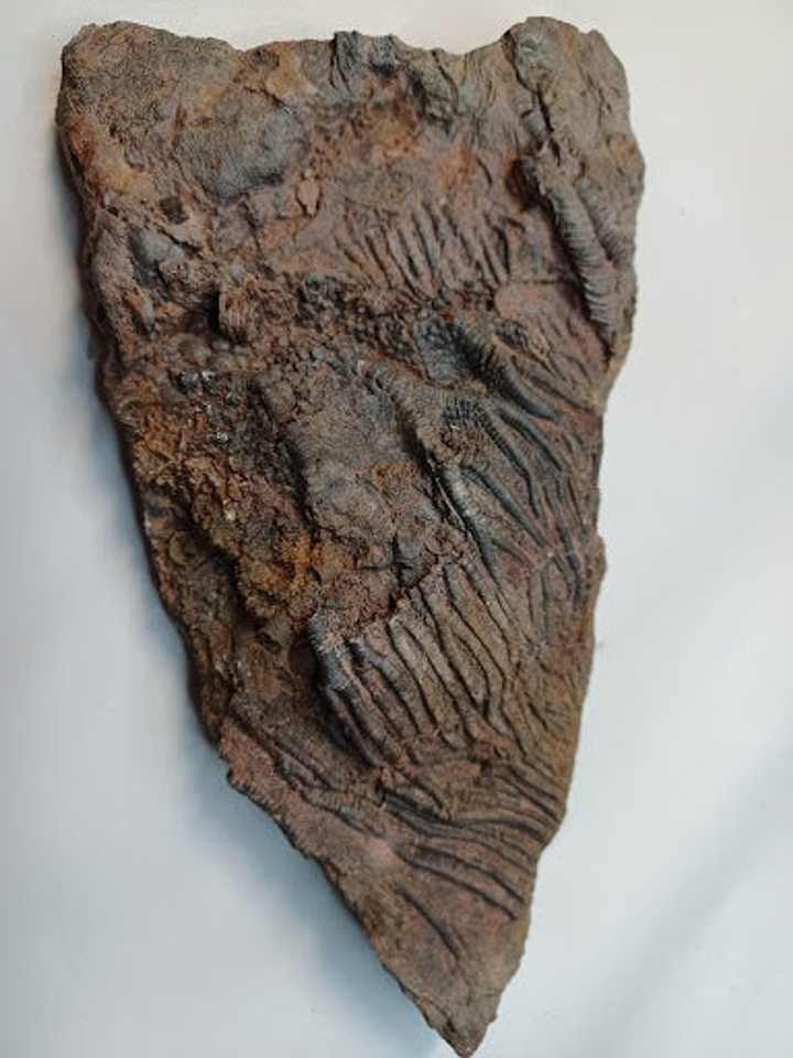 Medium Crinoid Fossil - 4