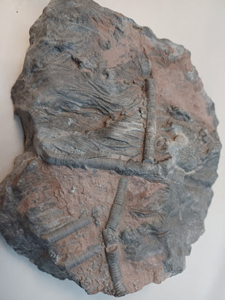 Medium Crinoid Fossil - 5