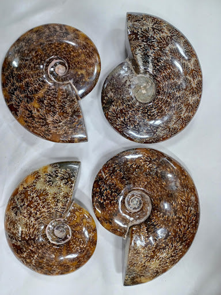 Polished Ammonite Fossil