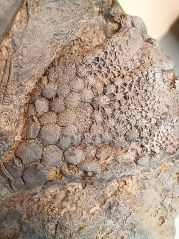 Small Crinoid Fossil