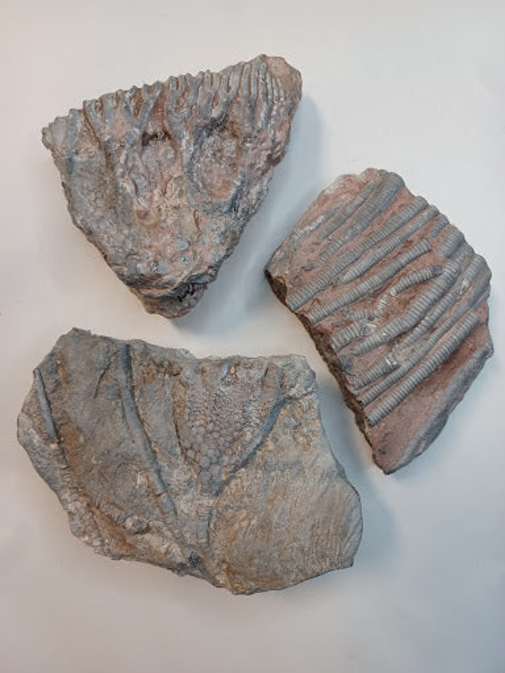 Small Crinoid Fossil - 2