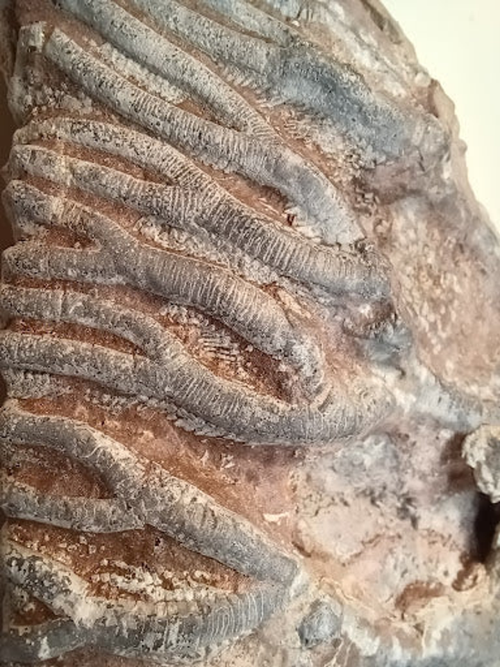 Small Crinoid Fossil - 3