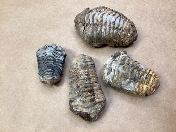 Small Fossilized Trilobite