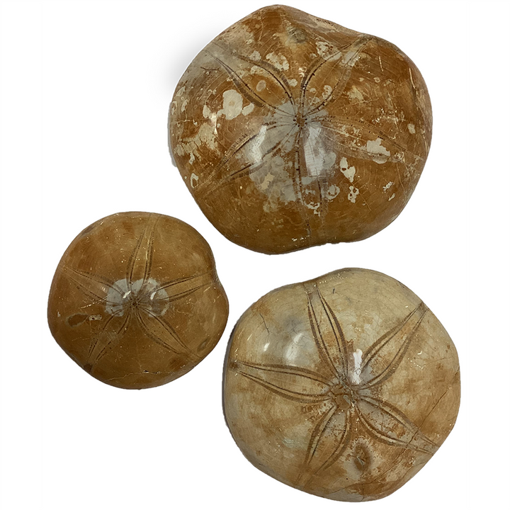 Natural Made Sand Dollar Fossils