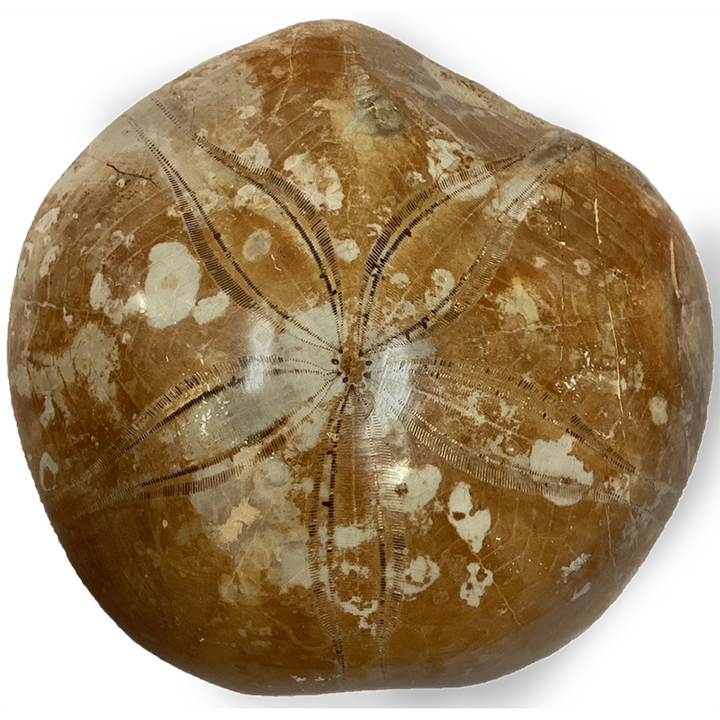 Natural Made Sand Dollar Fossils - 2