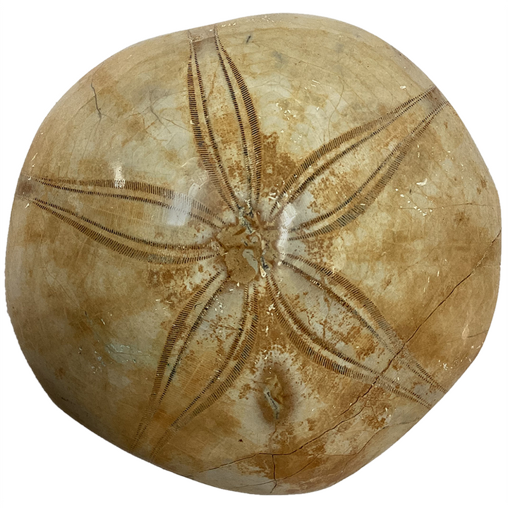 Natural Made Sand Dollar Fossils - 4