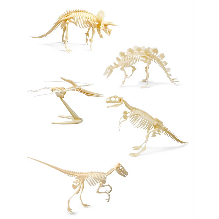 Dinosaur Skeleton Realistic Model Assembly Peggable Kits Triceratops - 2