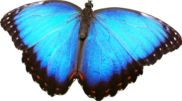 Blue Morpho Butterfly - Mini Puzzle