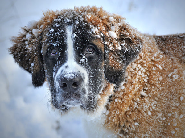 Winter Coat Puzzle Large - 16" x 22" Whimsical