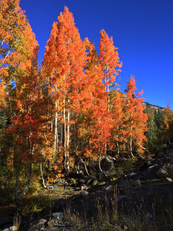 Aspen in Orange Puzzle Small - 10"x13.5" Standard