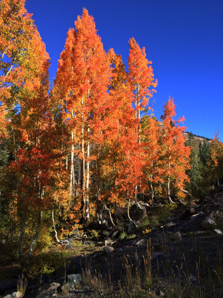 Aspen in Orange Puzzle Large - 16"x22" Standard