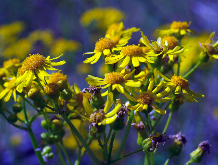 Yellow Flowers Puzzle Small - 10" x 13.5" Standard