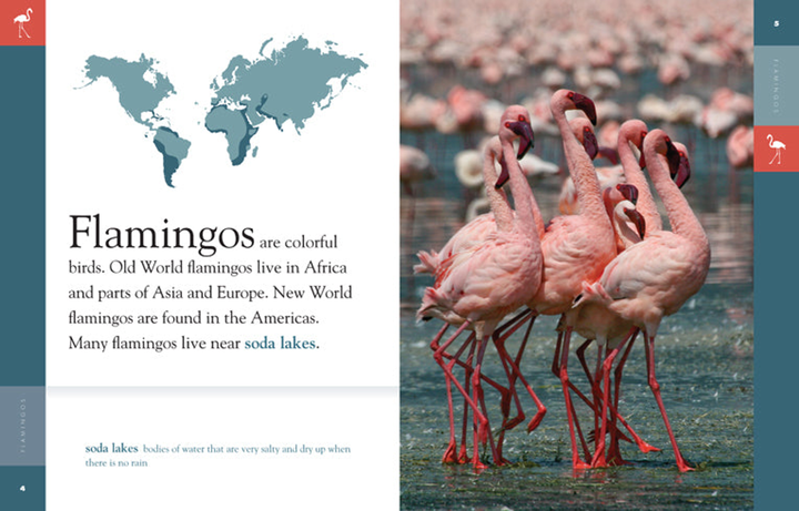 Amazing Animals - Classic Edition Series Hardcover Amazing Animals - Classic Edition: Flamingos - 2