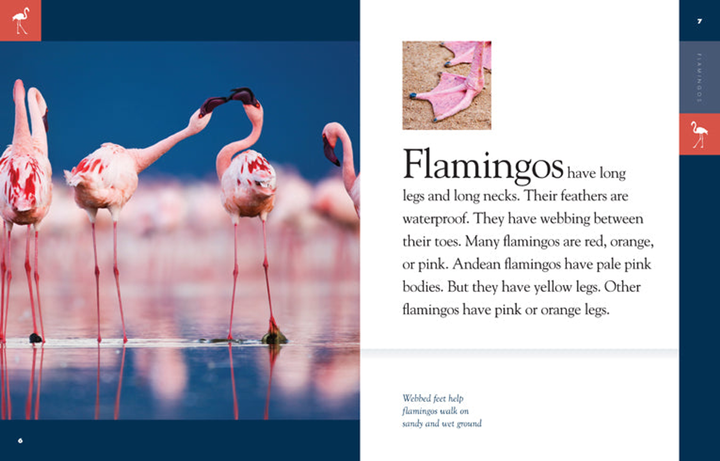 Amazing Animals - Classic Edition Series Hardcover Amazing Animals - Classic Edition: Flamingos - 3