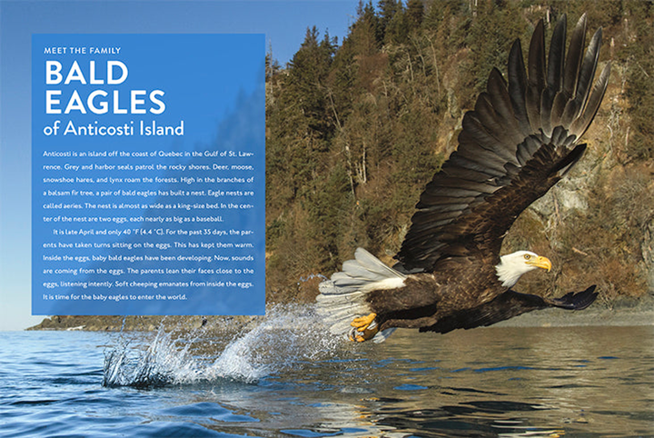 Spotlight on Nature Series Hardcover Spotlight on Nature: Eagle - 2