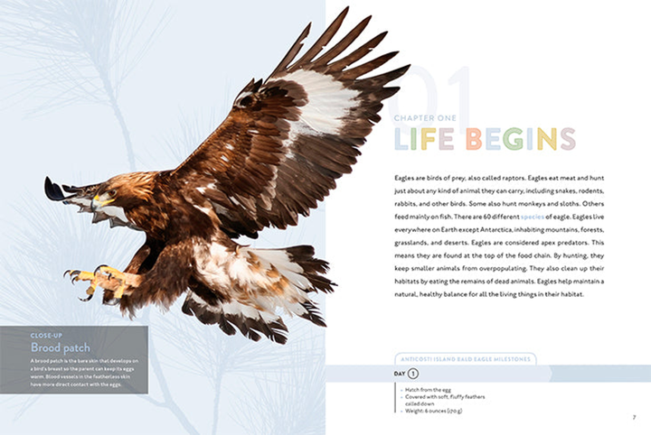 Spotlight on Nature Series Hardcover Spotlight on Nature: Eagle - 3