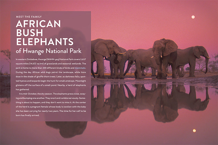 Spotlight on Nature Series Hardcover Spotlight on Nature: Elephant - 2