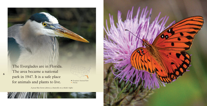 National Park Explorers Series Hardcover National Park Explorers: Everglades - 3