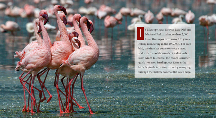 Living Wild Series Hardcover Living Wild: Flamingos - 3