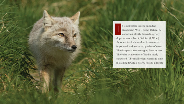 Living Wild Series Hardcover Living Wild: Foxes - 3