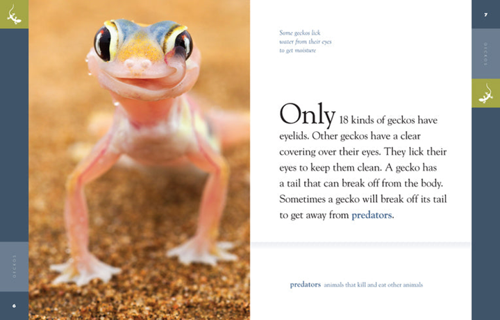 Amazing Animals - Classic Edition Series Hardcover Amazing Animals - Classic Edition: Geckos - 3