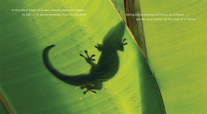 Living Wild Series Hardcover Living Wild: Geckos - 2