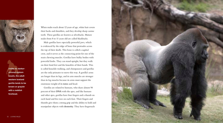 Living Wild Series Paperback Living Wild: Gorillas - 3