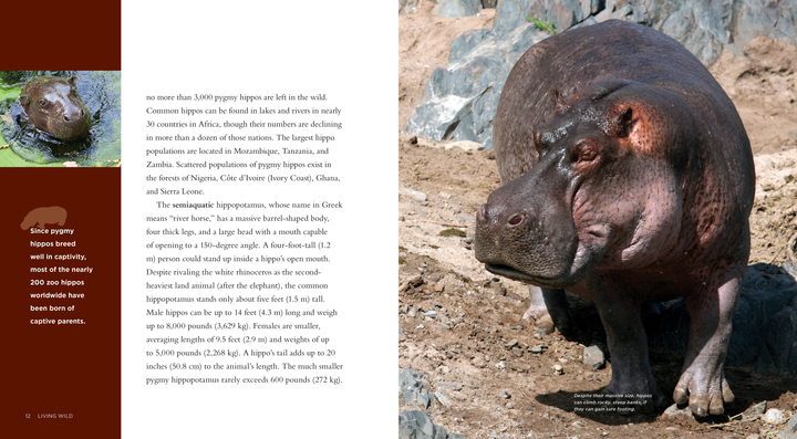 Living Wild Series Paperback Living Wild: Hippopotamuses - 2