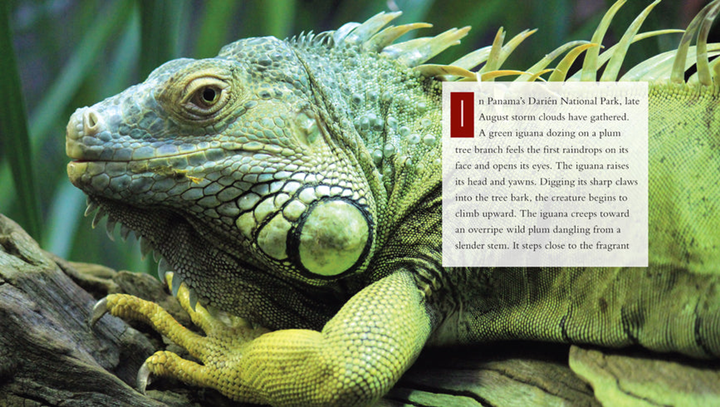 Living Wild Series Hardcover Living Wild: Iguanas - 3