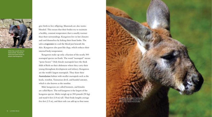 Living Wild Series Hardcover Living Wild: Kangaroos - 3