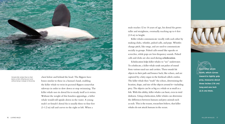 Living Wild Series Hardcover Living Wild: Killer Whales - 3