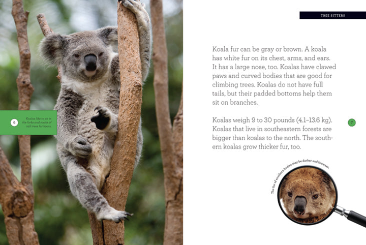 Grow with Me Series Hardcover Grow with Me: Koala - 3