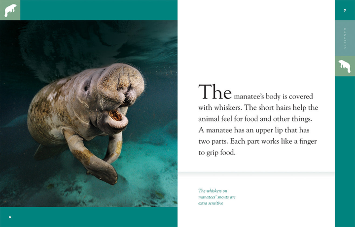 Amazing Animals - Classic Edition Series Hardcover Amazing Animals - Classic Edition: Manatees - 2