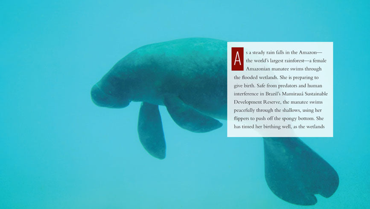 Living Wild Series Hardcover Living Wild: Manatees - 3