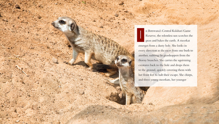 Living Wild Series Hardcover Living Wild: Meerkats - 3