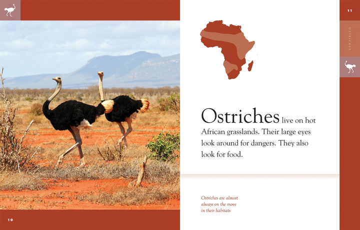 Amazing Animals - Classic Edition Series Hardcover Amazing Animals - Classic Edition: Ostriches - 2