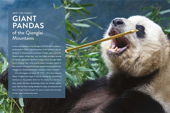 Spotlight on Nature Series Hardcover Spotlight on Nature: Panda - 2