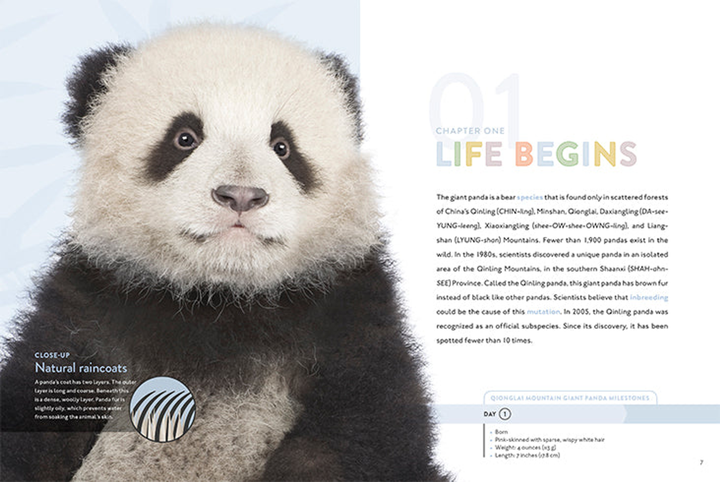 Spotlight on Nature Series Hardcover Spotlight on Nature: Panda - 3